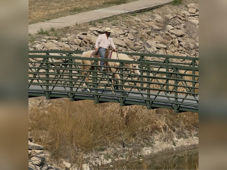 American Quarter Horse Wałach 7 lat 163 cm Izabelowata in Stephenville, TX