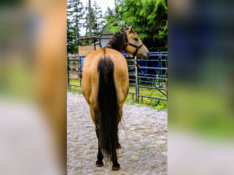 American Quarter Horse Wałach 7 lat 163 cm Jelenia in BC, Canada