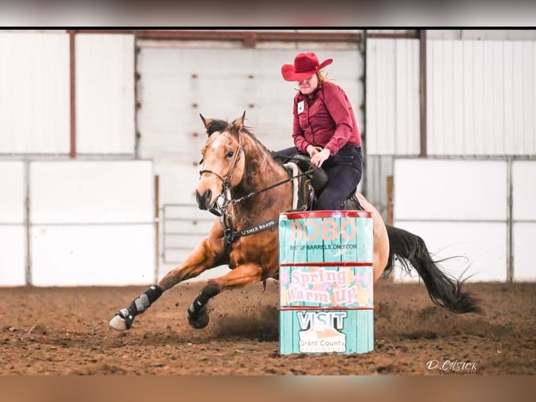 American Quarter Horse Wałach 7 lat 163 cm Jelenia in BC, Canada