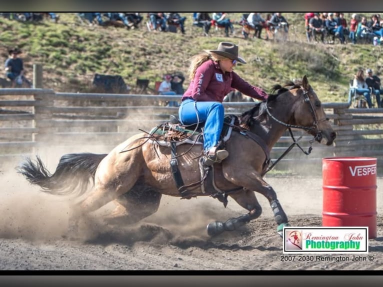 American Quarter Horse Wałach 7 lat 163 cm Jelenia in BC, Canada