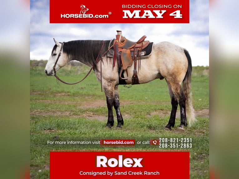 American Quarter Horse Wałach 7 lat 163 cm Siwa in Saint Anthony