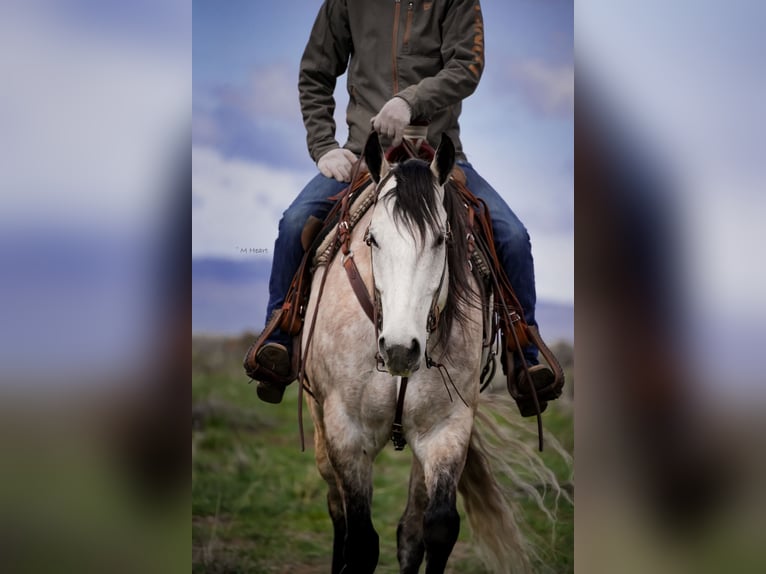 American Quarter Horse Wałach 7 lat 163 cm Siwa in Saint Anthony