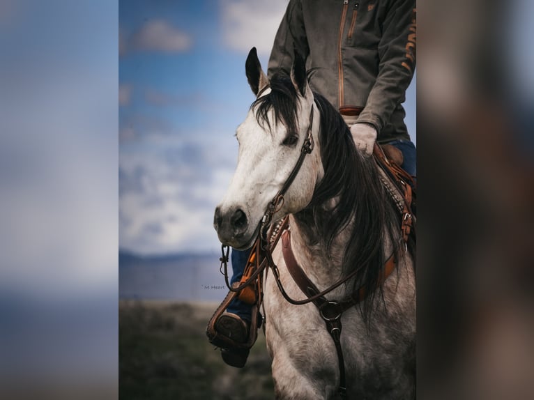 American Quarter Horse Wałach 7 lat 163 cm Siwa in Saint Anthony