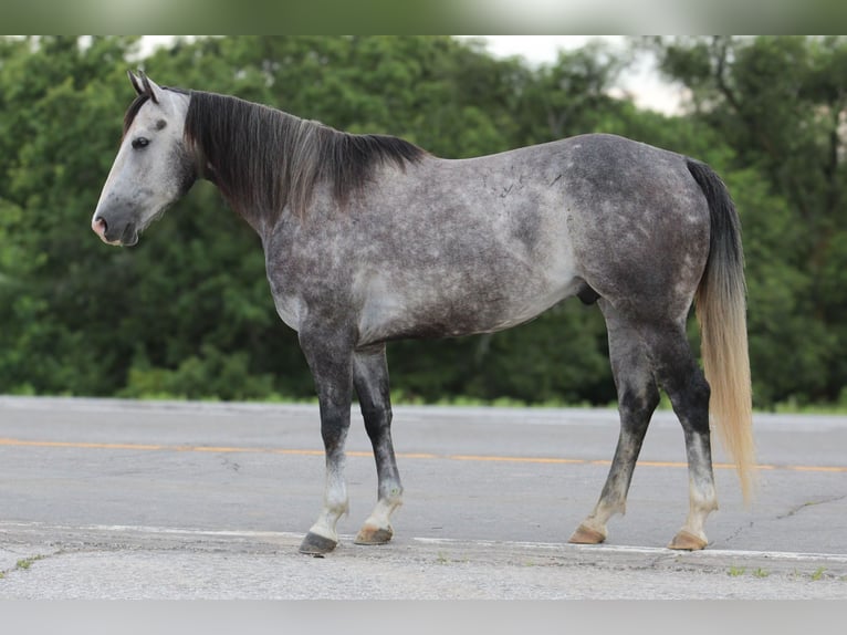 American Quarter Horse Wałach 7 lat 163 cm Siwa in Princeton MO