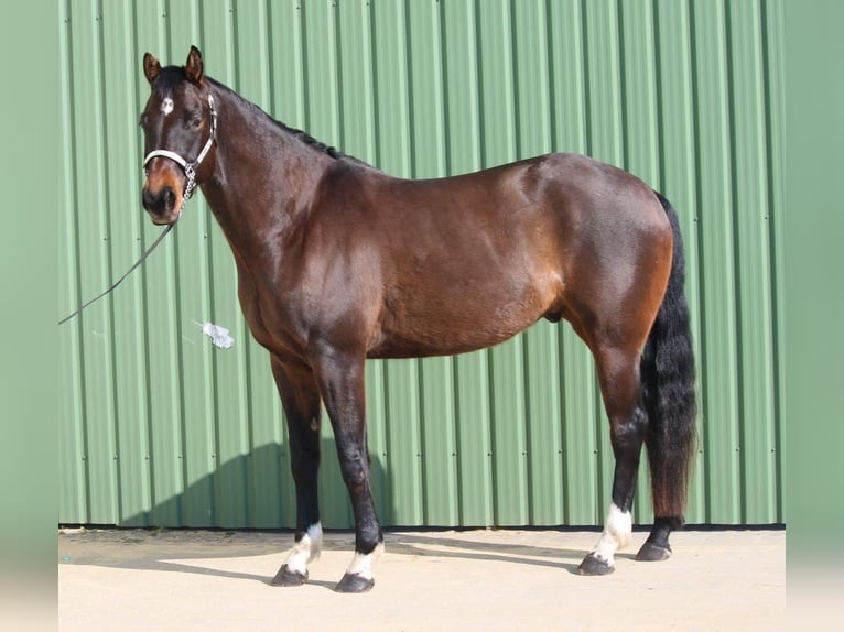 American Quarter Horse Wałach 7 lat 167 cm Gniada in Uetersen