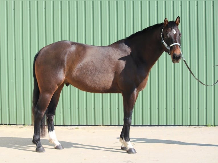 American Quarter Horse Wałach 7 lat 167 cm Gniada in Uetersen