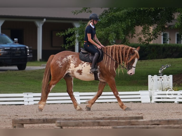 American Quarter Horse Mix Wałach 7 lat 168 cm in Clover, SC