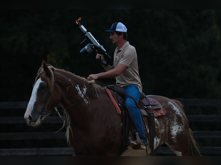 American Quarter Horse Mix Wałach 7 lat 168 cm in Clover, SC