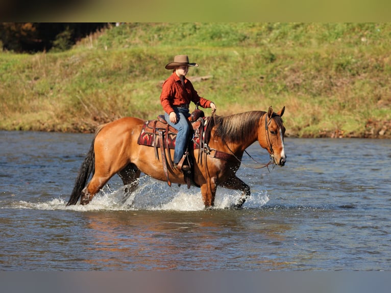 American Quarter Horse Wałach 7 lat Bułana in Clarion