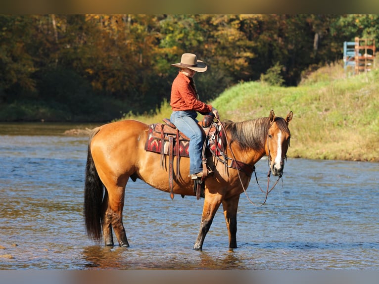 American Quarter Horse Wałach 7 lat Bułana in Clarion