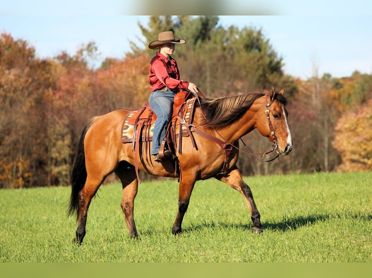 American Quarter Horse Wałach 7 lat Bułana in Clarion