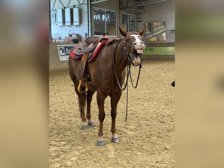 American Quarter Horse Wałach 7 lat Ciemnokasztanowata in Hennef