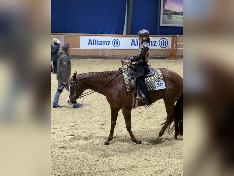 American Quarter Horse Wałach 7 lat Ciemnokasztanowata in Hennef