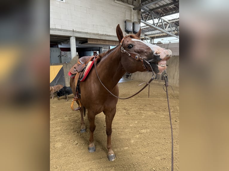 American Quarter Horse Wałach 7 lat Ciemnokasztanowata in Hennef