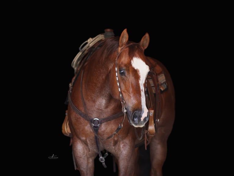 American Quarter Horse Wałach 7 lat Ciemnokasztanowata in East Helena