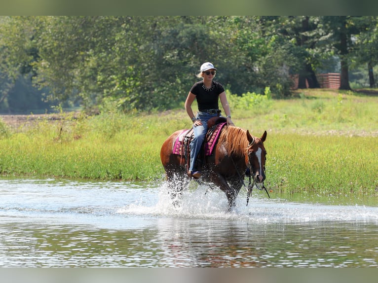 American Quarter Horse Wałach 7 lat Cisawa in Quitman