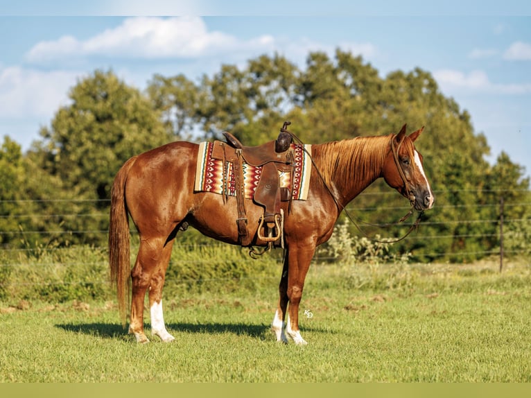 American Quarter Horse Wałach 7 lat Cisawa in Quitman