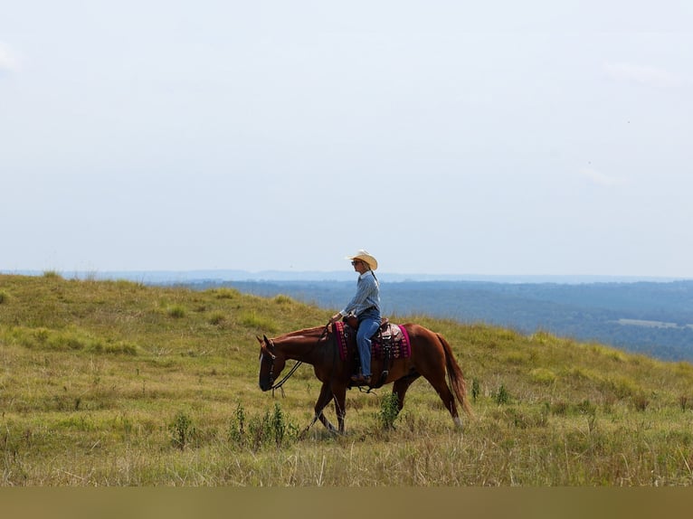 American Quarter Horse Wałach 7 lat Cisawa in Quitman