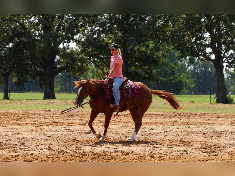 American Quarter Horse Wałach 7 lat Cisawa in Quitman