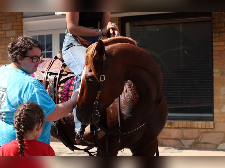 American Quarter Horse Wałach 7 lat Cisawa in Quitman