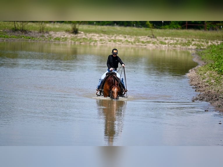 American Quarter Horse Wałach 7 lat Cisawa in Waco