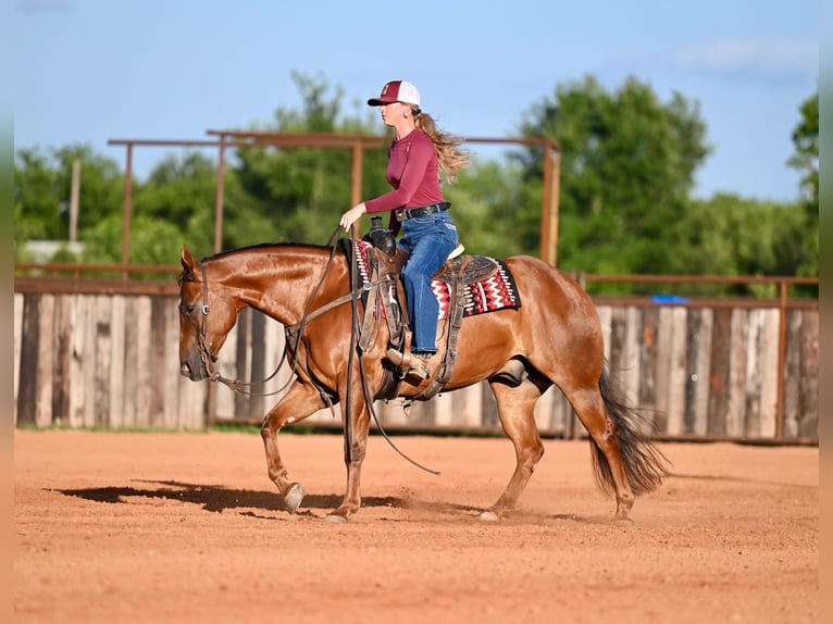 American Quarter Horse Wałach 7 lat Cisawa in Waco