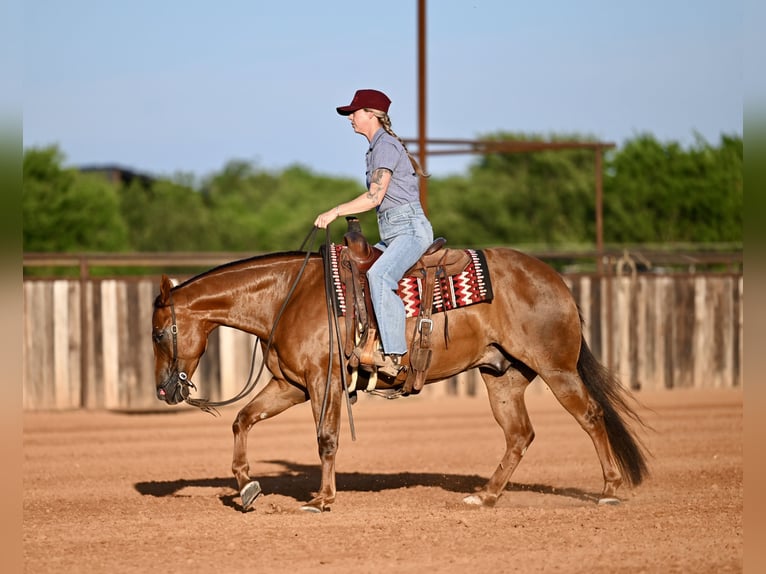 American Quarter Horse Wałach 7 lat Cisawa in Waco