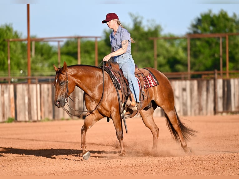 American Quarter Horse Wałach 7 lat Cisawa in Waco