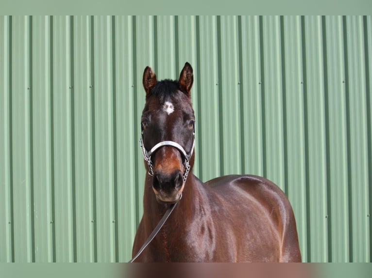 American Quarter Horse Wałach 7 lat Gniada in Moorrege