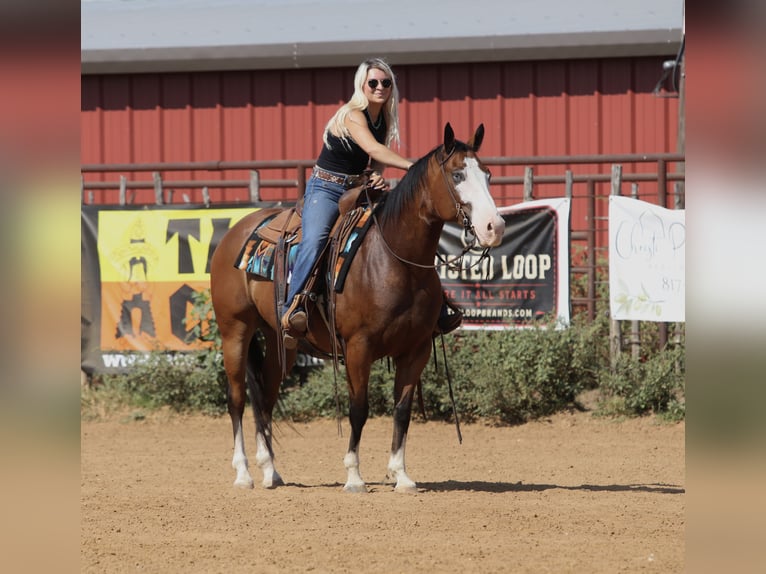American Quarter Horse Wałach 7 lat Gniada in Mineral Wells