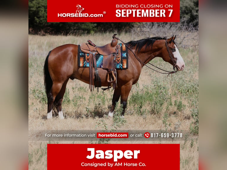 American Quarter Horse Wałach 7 lat Gniada in Mineral Wells