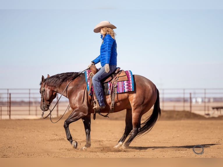 American Quarter Horse Wałach 7 lat Gniada in Sumterville, FL