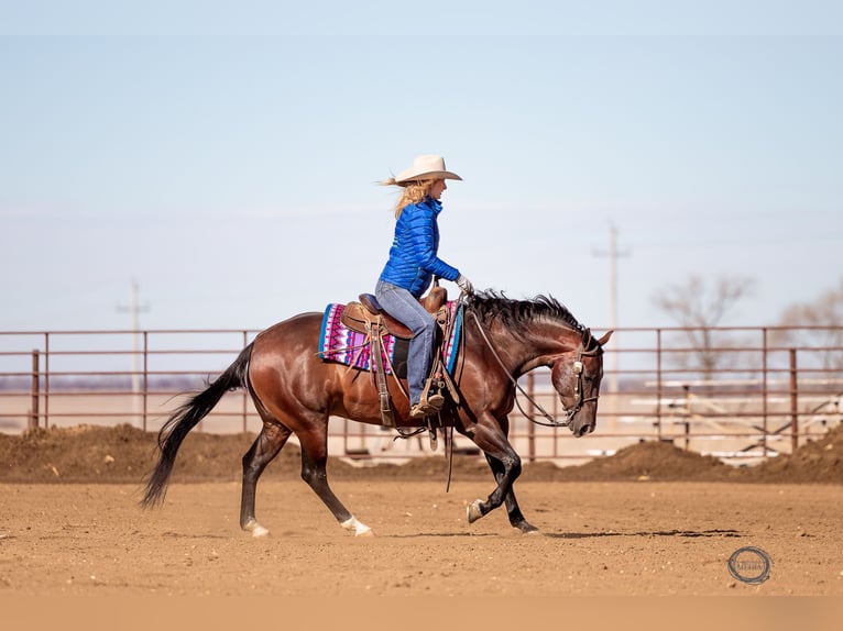 American Quarter Horse Wałach 7 lat Gniada in Sumterville, FL