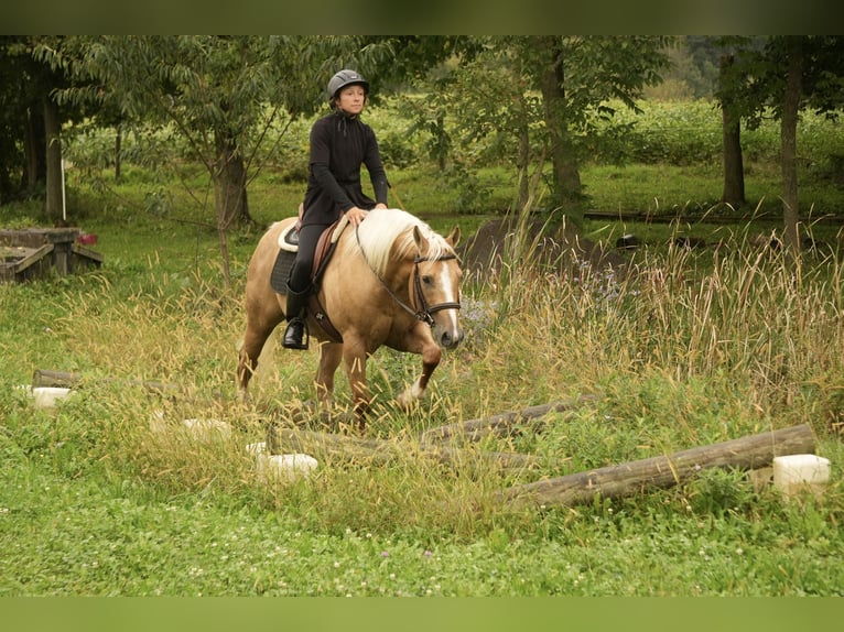 American Quarter Horse Wałach 7 lat Izabelowata in Fresno