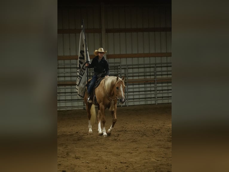American Quarter Horse Wałach 7 lat Izabelowata in Fresno