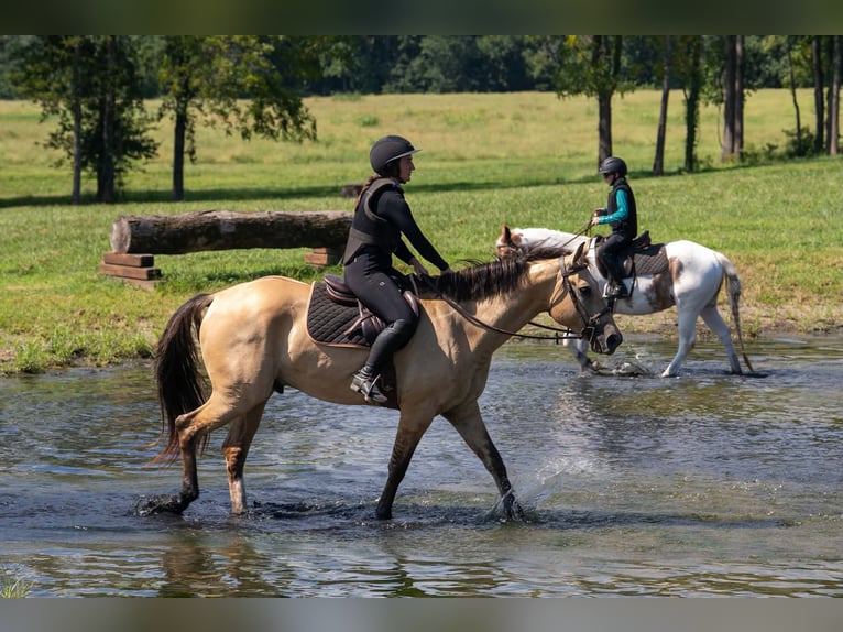 American Quarter Horse Mix Wałach 7 lat Jelenia in Clover