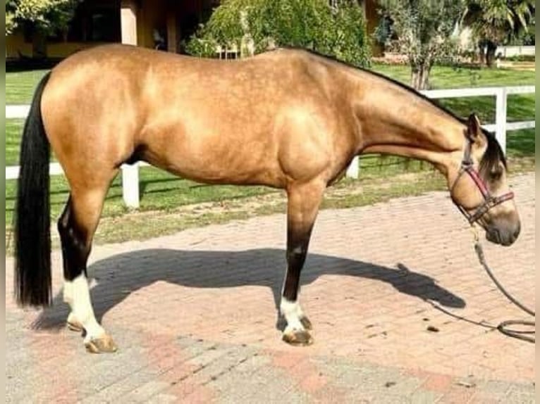 American Quarter Horse Wałach 7 lat Jelenia in San Fedele