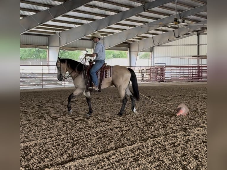 American Quarter Horse Wałach 7 lat Jelenia in Ponder