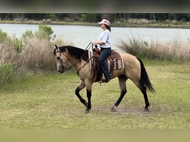 American Quarter Horse Wałach 7 lat Jelenia in Ponder