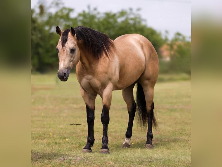 American Quarter Horse Wałach 7 lat Jelenia in Ponder