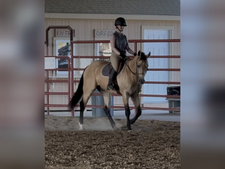 American Quarter Horse Wałach 7 lat Jelenia in Ponder