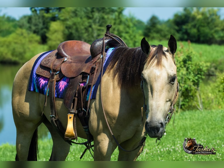 American Quarter Horse Wałach 7 lat Jelenia in Henderson