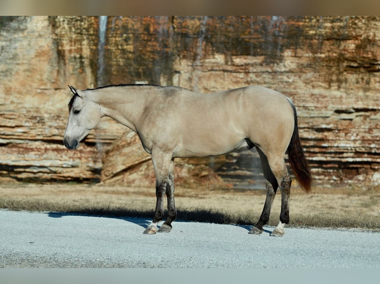 American Quarter Horse Wałach 7 lat Jelenia in Purdy
