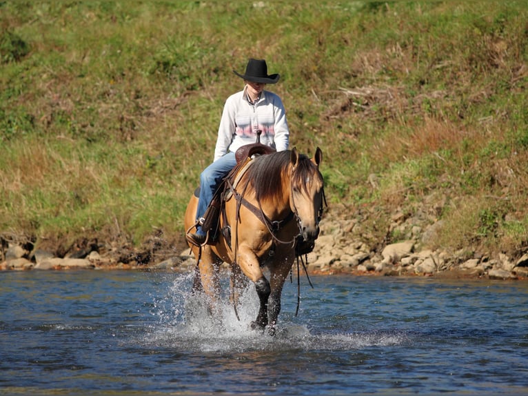 American Quarter Horse Wałach 7 lat Jelenia in Clarion