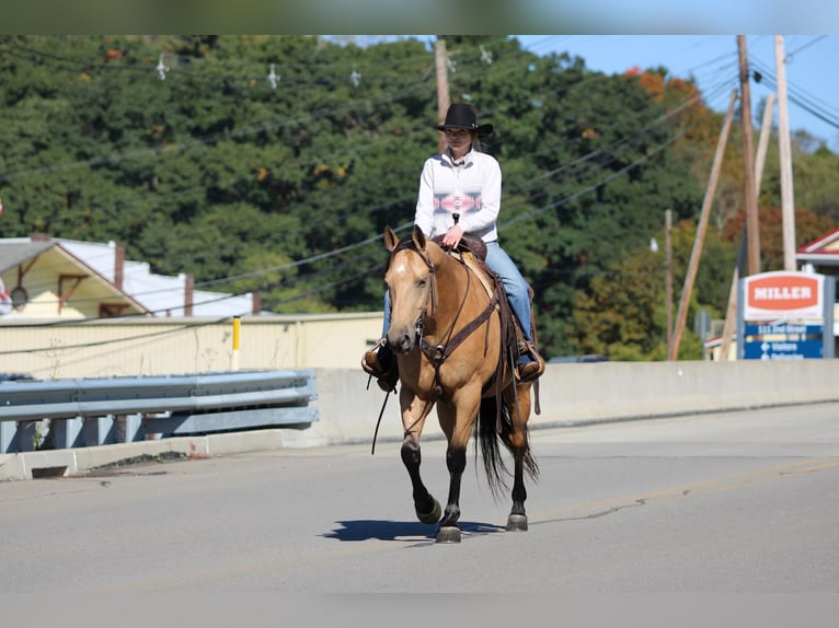 American Quarter Horse Wałach 7 lat Jelenia in Clarion