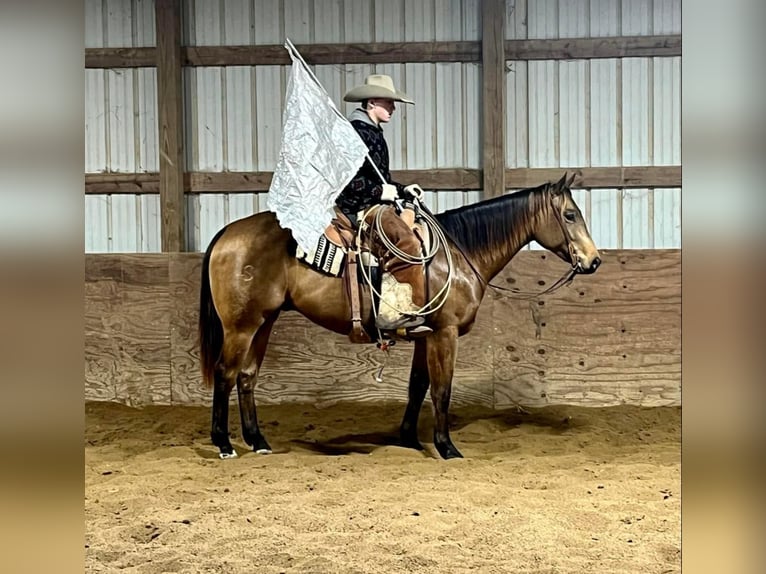 American Quarter Horse Wałach 7 lat Jelenia in Shelbiana MO