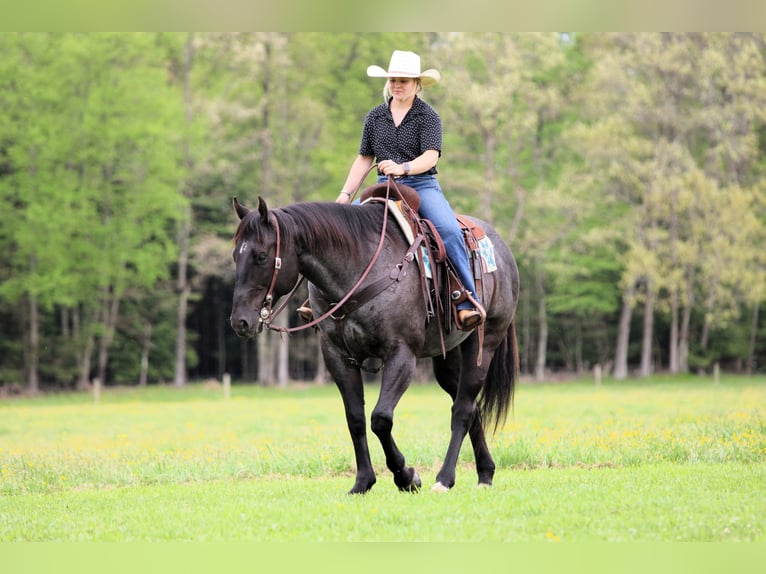 American Quarter Horse Wałach 7 lat Karodereszowata in Clarion