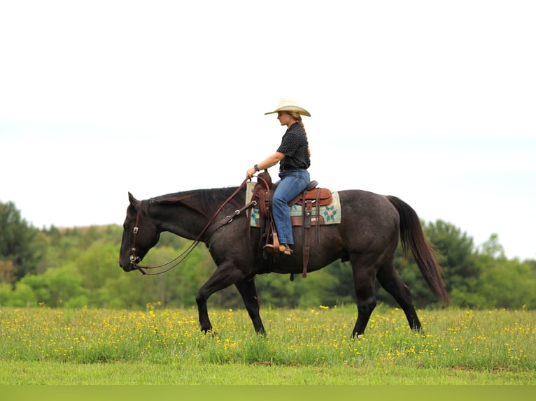 American Quarter Horse Wałach 7 lat Karodereszowata in Clarion