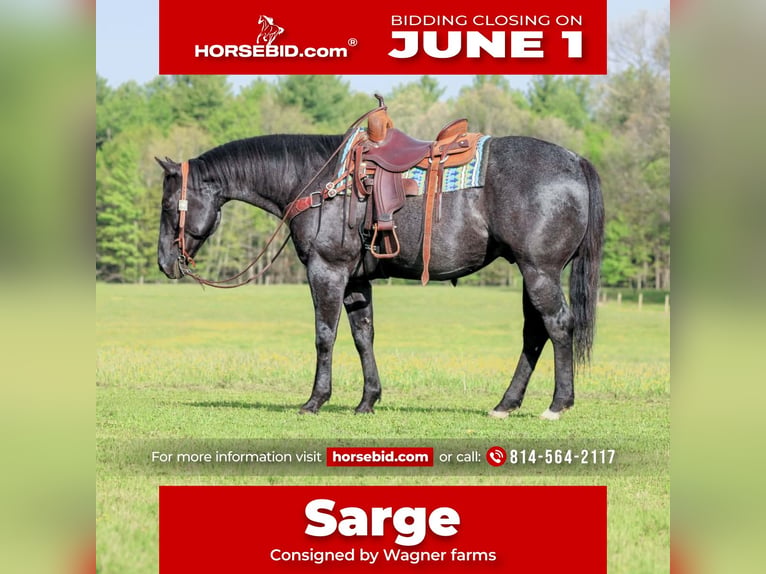 American Quarter Horse Wałach 7 lat Karodereszowata in Clarion