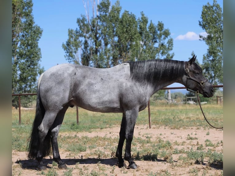American Quarter Horse Wałach 7 lat Karodereszowata in Fort Collins